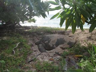 Lady Elliot Island Eco Resort Extérieur photo